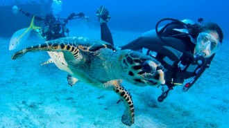 Snorkeling