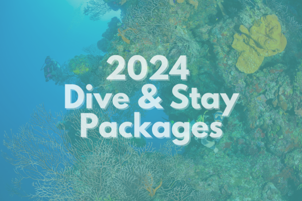 Dive & Stay Packages 2024 | Ocean Frontiers